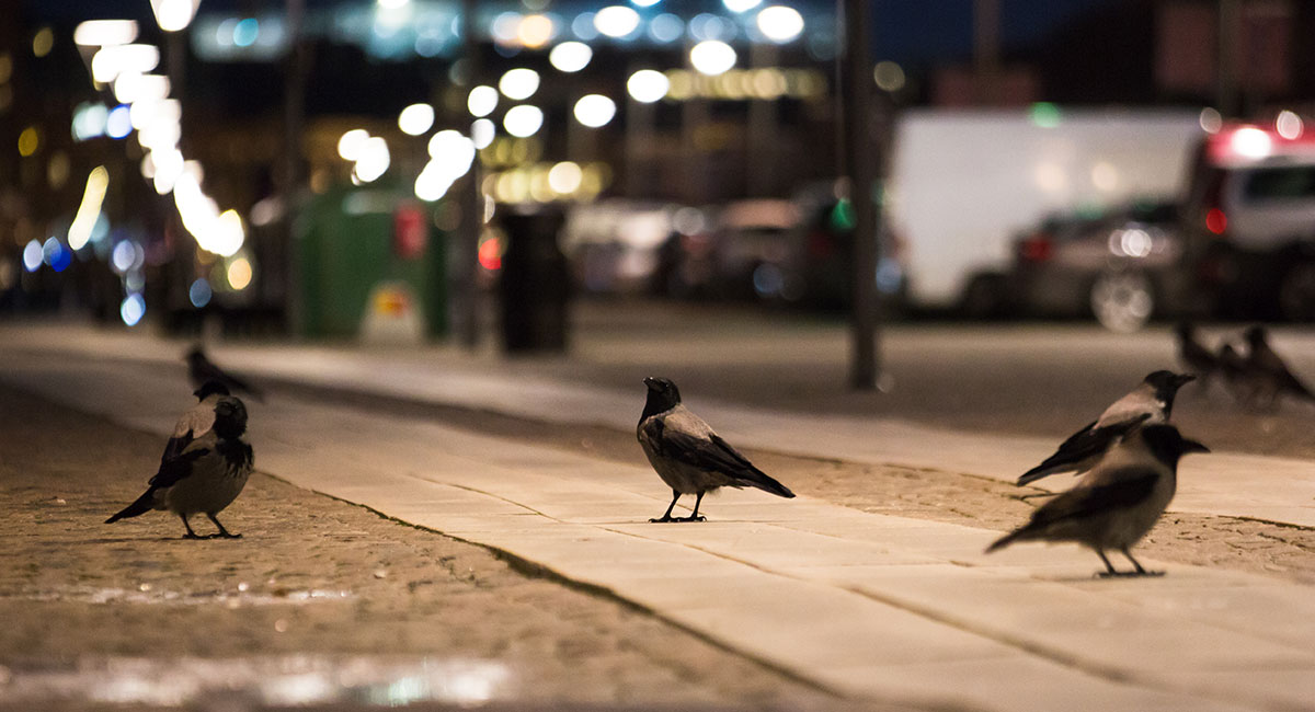 Sju kråkor står på trottoar i nattlig stadsmiljö.